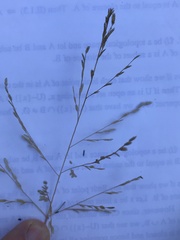 Eragrostis curtipedicellata