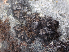 Umbilicaria cylindrica