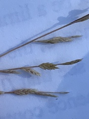 Eragrostis curtipedicellata