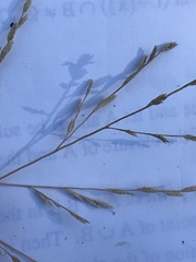 Eragrostis curtipedicellata