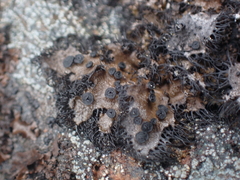 Umbilicaria cylindrica