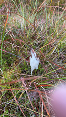 Eriophorum angustifolium