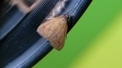 Diastictis