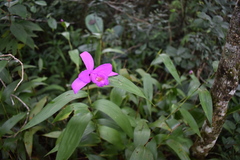 Sobralia