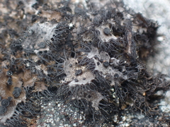 Umbilicaria cylindrica
