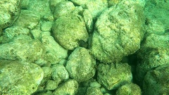 Muraena helena