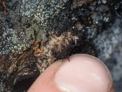 Umbilicaria cylindrica