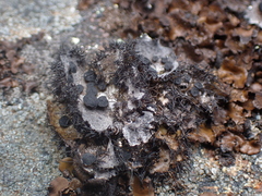 Umbilicaria cylindrica