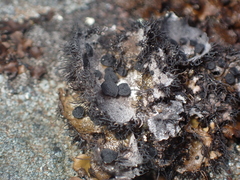 Umbilicaria cylindrica