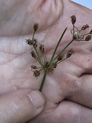 Fimbristylis puberula