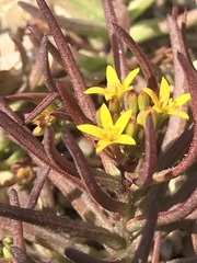 Quinchamalium chilense
