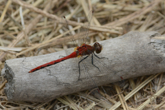 Sympetrum obtrusum