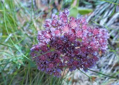 Hylotelephium anacampseros