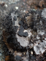 Umbilicaria cylindrica
