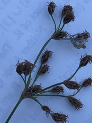 Fimbristylis puberula