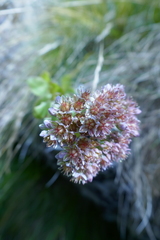 Hylotelephium anacampseros
