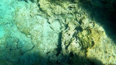 Epinephelus marginatus