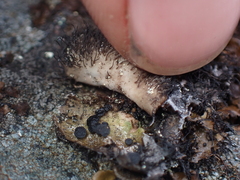Umbilicaria cylindrica