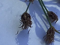 Fimbristylis puberula