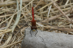 Sympetrum obtrusum