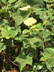 Camonea vitifolia