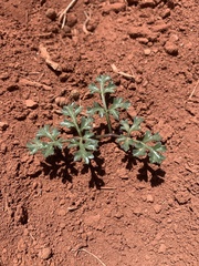 Cymopterus purpureus