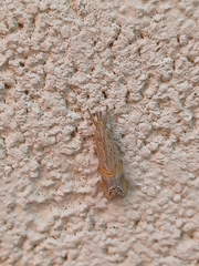 Euchromius ocellea