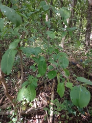 Viburnum prunifolium
