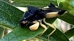 Phymata pennsylvanica