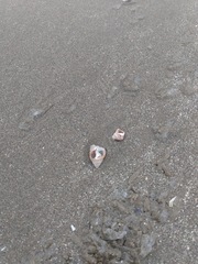 Nassarius fossatus