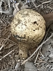 Pisolithus arenarius