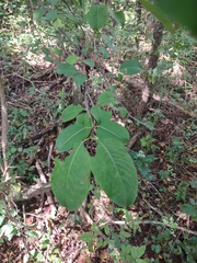 Viburnum prunifolium