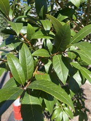 Chionanthus virginicus