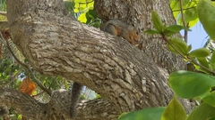 Heliosciurus undulatus