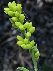 Solidago radula
