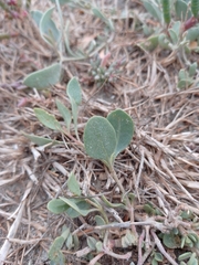 Atriplex portulacoides