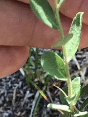 Solidago radula