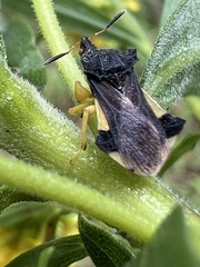 Phymata pennsylvanica