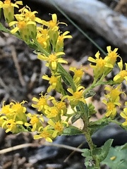 Solidago radula