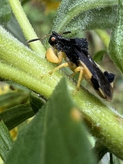 Phymata pennsylvanica