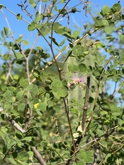 Mimosa distachya