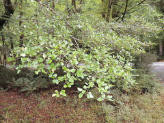 Nothofagus fusca