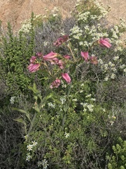 Alstroemeria magnifica