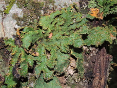 Yarrumia colensoi