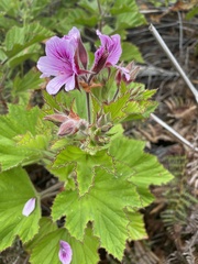 Pelargonium cucullatum