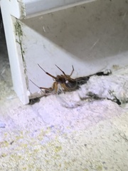 Steatoda nobilis