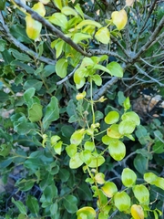 Asparagus asparagoides
