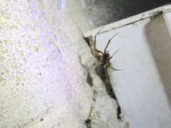 Steatoda nobilis