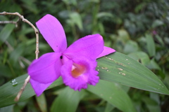 Sobralia