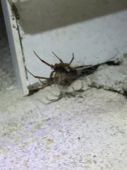 Steatoda nobilis